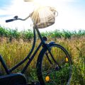 From Premiums to Claims: Understanding the Lifecycle of an Insurance Policy