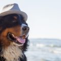 Renters Insurance and Pet Liability: What Dog Owners and Pet Parents Should Know