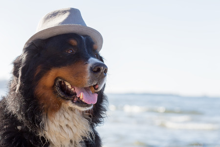 Renters Insurance and Pet Liability: What Dog Owners and Pet Parents Should Know